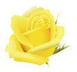 Yellow rose flower isolated