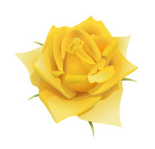 Yellow Rose Flower Isolated