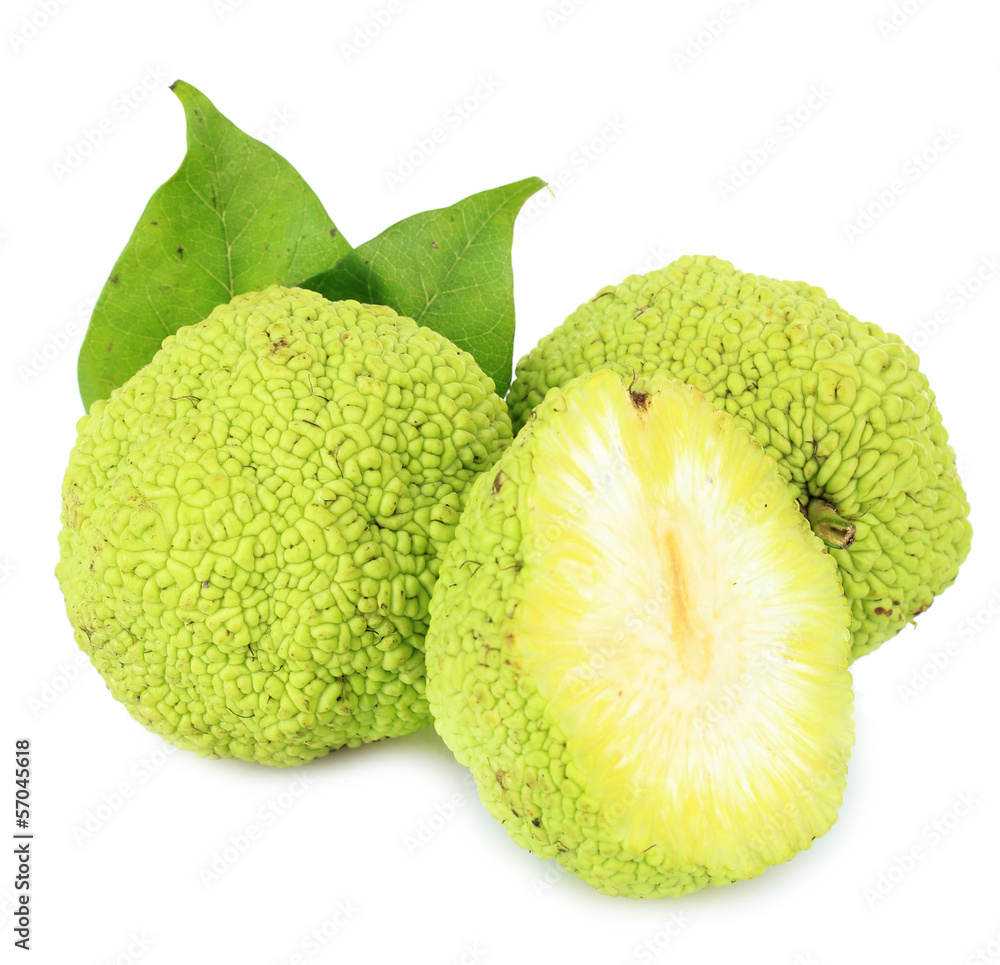 Osage Orange fruits (Maclura pomifera), isolated on white