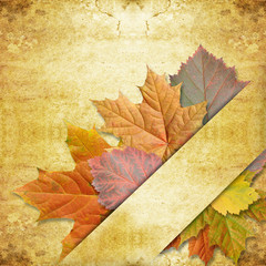 Wall Mural - leaf maple on background grunge