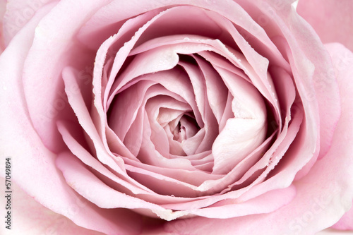 Obraz na płótnie canvas dwuczęściowy "dyptyk" Violet rose bliska