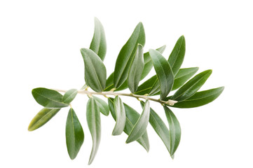 fresh olive branch leaves isolated on white background