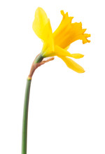 Daffodil Flower Or Narcissus Isolated On White Background Cutout
