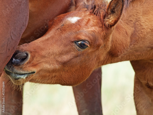 Cuadros en Lienzo portrait of foal eating mom. close up