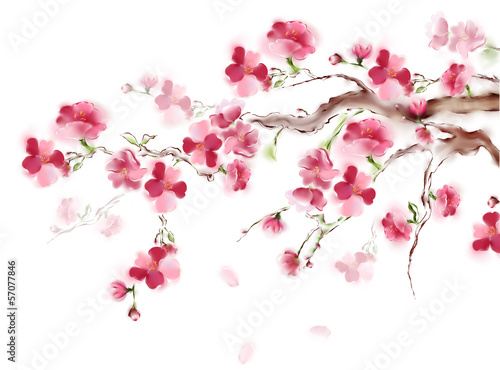 Naklejka nad blat kuchenny Sakura on a white backgroung