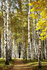 Wall Mural - Golden mixed autumn forest in sunny weather