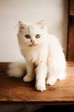 Fototapeta Koty - White Persian kitten