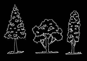 Wall Mural - Vector trees with leaves   black silhouettes