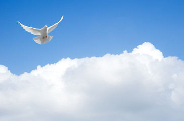 Fototapete - White dove flying in the sky