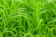 Close-up Of Pattern Of Long Green Grass.