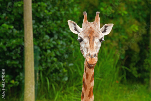 Board z aluminiowym obramowaniem Żyrafa Rothschilda w zoo. 