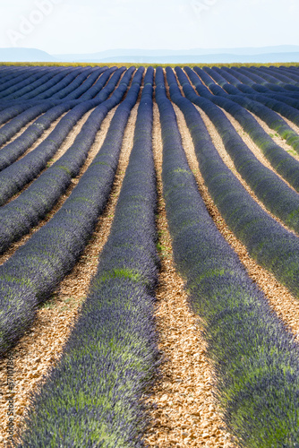 Naklejka na kafelki Plateau de Valensole (Provence), lavender