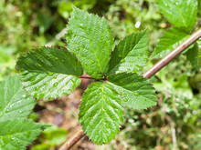 Green Leaves Of Blackberry Bush