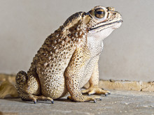 Close-up Of Toad On Rock