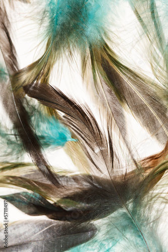 Naklejka dekoracyjna Color feathers