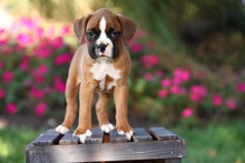 Boxer Puppy Standing On Wooden Crate