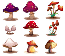 Different Kinds Of Mushrooms