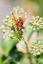 Flower Fly Volucella Inanis On Blossoms Of Ivy