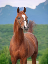 Portrait Of  Racing  Sorrel  Arabian Stallion