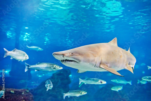 Fotoboard na płycie Sand tiger shark (carcharias taurus) podwodny bliska portra