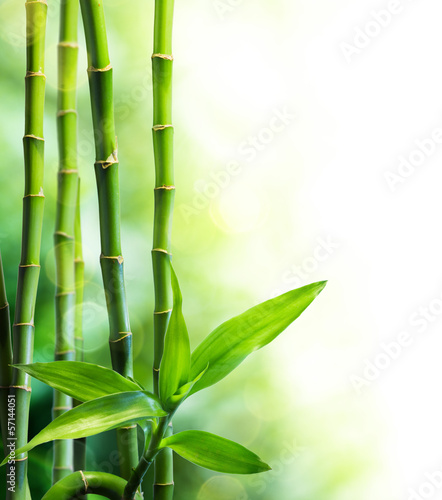 Naklejka - mata magnetyczna na lodówkę Łodygi bambusa w świetle słońca