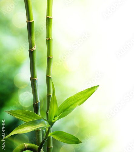 Foto-Kissen - two bamboo stalks and light beam (von Romolo Tavani)