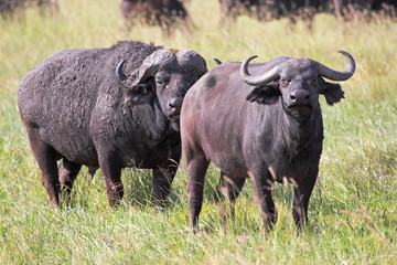 Wall Mural - Couple of african buffalos