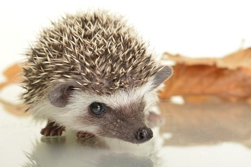 Fototapete - Hedgehog