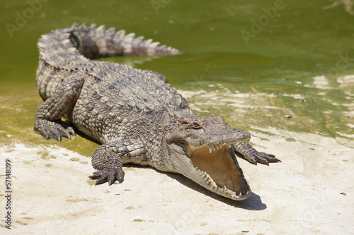 Plakat krokodyl