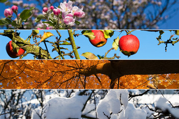 Wall Mural - Four season. All used photos belong to me.