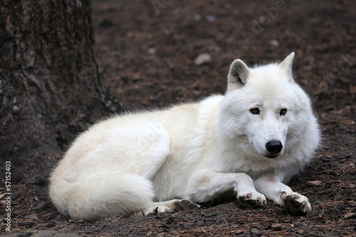 Board z aluminiowym obramowaniem Polarwolf