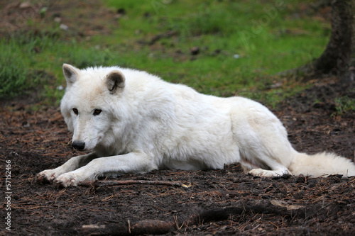 Board z aluminiowym obramowaniem Polarwolf