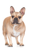 Fototapeta Zwierzęta - french bulldog dog