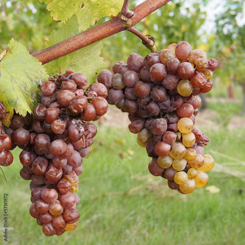 Fotografie, Obraz Botrytised Chenin grape, early stage, Savenniere, France