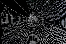 Pretty Scary Frightening Spider Web