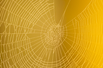 Pretty scary frightening spider web