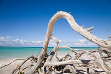 Driftwood On Cuban Beach