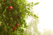 Red Apple Growing On Tree. Natural Products.