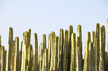 Green Big Cactus In The Desert