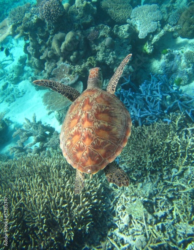 Naklejka samoprzylepna Żółw morski hawksbill