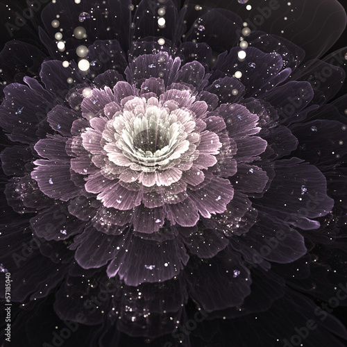 Fototapeta na wymiar violet fractal flower with droplets of water