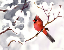 Red Bird On A Branch With Snow