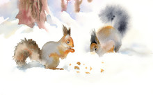 Winter Squirrels Eating Nuts In The Snow
