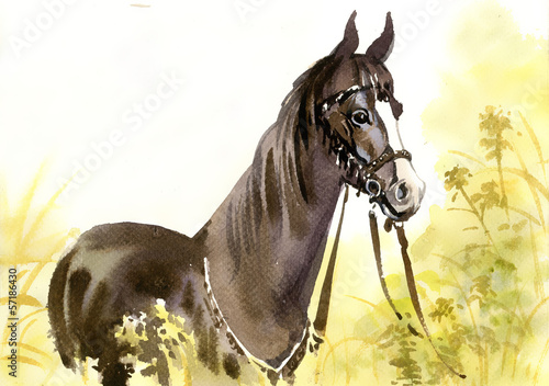 Obraz w ramie Horse in the grass