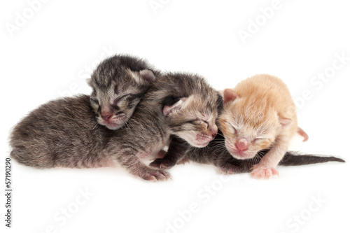 Plakat na zamówienie Baby cats on white background