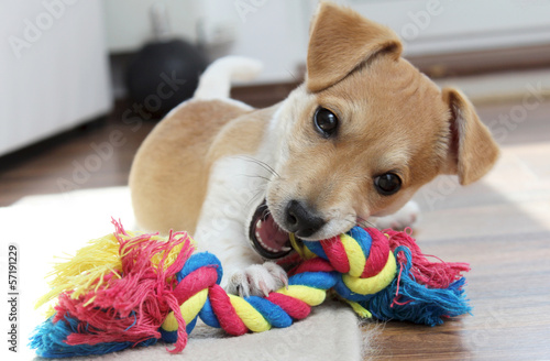 Foto Jack Russell Terrier Welpe kaut an seinem Spielzeug