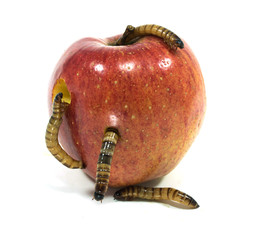 worm is coming out of bitten apple