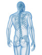 medical illustration of the skeleton