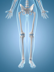 Wall Mural - medical illustration of the leg bones