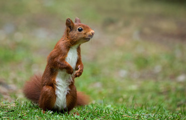 Wall Mural - red squirrel in the forest